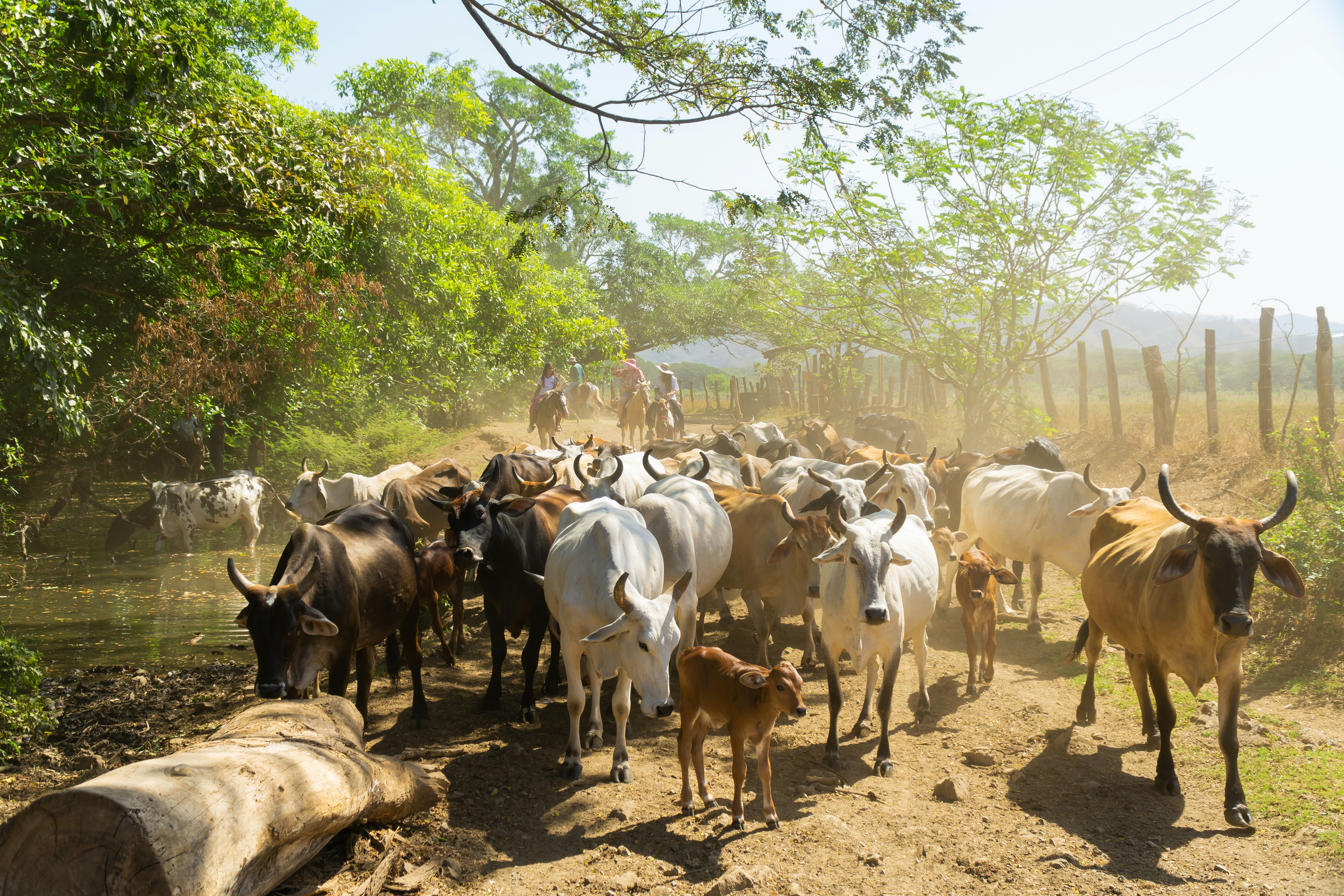 202 Years of the Annexation of Partido de Nicoya: Discover the History and Culture of Guanacaste