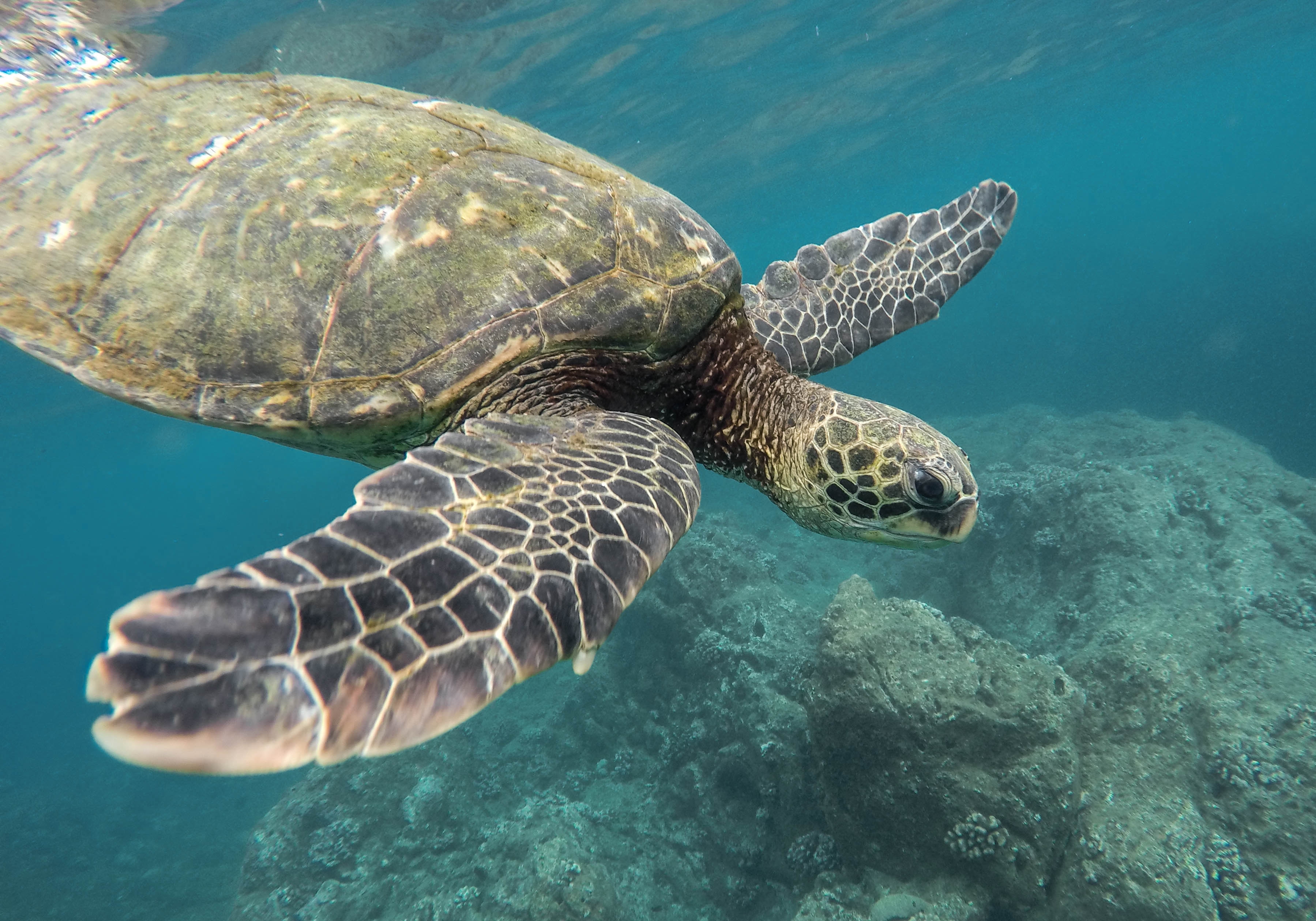 Ostional Turtle Arribada: When to See It in Guanacaste